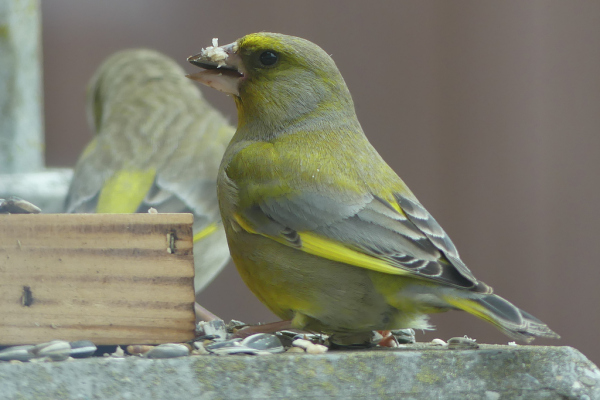 Skaliertes Bild Fringillidae, Chloris chloris, Gruenfink am Futterhaus_2022_04_24--12-02-27.jpg 