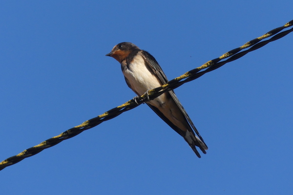 Skaliertes Bild Hirundinidae, Hirundo rustica, Rauchschwalbe_2023_08_10--18-57-11.jpg 