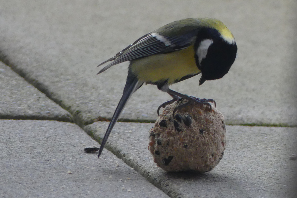 Skaliertes Bild Paridae, Parus major, Kohlmeise an Futterkugel_2022_12_28--16-13-24.jpg 