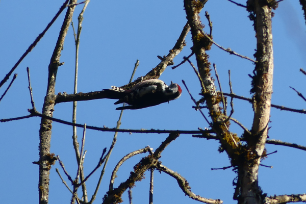 Skaliertes Bild Picidae, Leiopicus medius, Mittelspecht_2022_03_04--10-48-17.jpg 