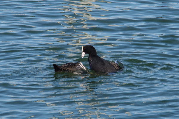 Skaliertes Bild Rallidae, Fulica atra, Blaesshuehner beim Kampf_2022_02_12--14-28-15.jpg 