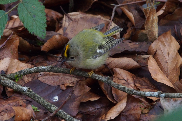 Skaliertes Bild Regulidae, Regulus regulus, Wintergoldhaehnchen_2023_01_29--10-33-32.jpg 