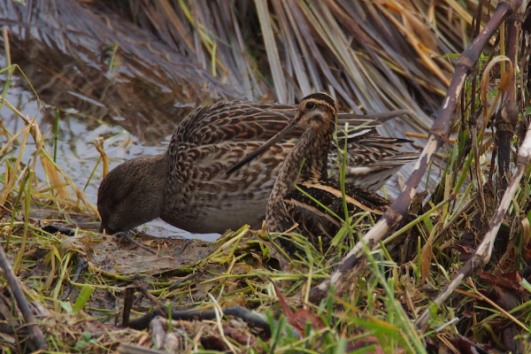 Skaliertes Bild Scolopacidae, Gallinago gallinago, Bekassine und Anatidae, Anas crecca, Krickente_2023_12_24--15-08-06.jpg 