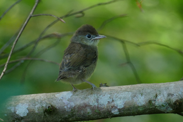 Skaliertes Bild Sylviidae, Sylvia, Jungvogel_2022_06_20--12-55-27.jpg 