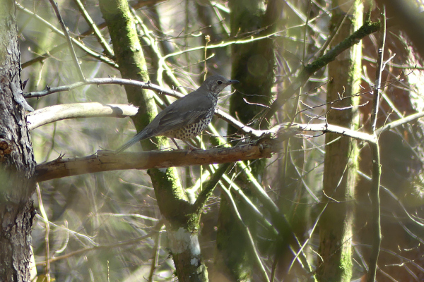 Skaliertes Bild Turdidae, Turdus philomelos, Singdrossel_2022_03_23--15-59-38.jpg 