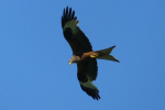 Vorschaubild Accipitridae, Milvus milvus, Rotmilan im Flug_2022_06_25--17-20-22.jpg 