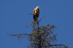 Vorschaubild Accipitridae, Milvus milvus, Rotmilan_2022_07_09--09-08-54.jpg 