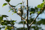 Vorschaubild Aegithalidae, Aegithalos caudatus europaeus, Schwanzmeise_2022_09_19--08-54-02.jpg 