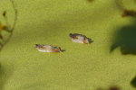 Vorschaubild Anatidae, Anas crecca, Krickenten in einem Waldweiher_2023_10_28--10-48-15.jpg 