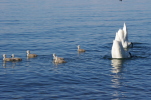Vorschaubild Anatidae, Cygnus olor, Hoeckerschwan_2014_05_24--19-11-58.jpg 