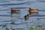 Vorschaubild Anatidae, Mareca penelope, Pfeifenten_2022_10_04--14-38-26.jpg 