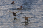 Vorschaubild Anatidae, Netta rufina, Kolbenenten, putzen und streiten_2014_12_31--14-23-38.jpg 