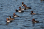 Vorschaubild Anatidae, Netta rufina, Kolbenenten_2015_11_06--10-31-12.jpg 