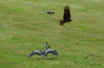 Vorschaubild Ardeidae, Ardea cinerea, Graureiher faengt Maus_2013_05_19--15-22-20.jpg 