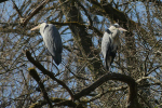 Vorschaubild Ardeidae, Ardea cinerea, Graureiher_2022_03_27--11-50-28.jpg 