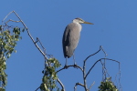 Vorschaubild Ardeidae, Ardea cinerea, Graureiher_2023_08_11--09-50-15.jpg 