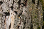 Vorschaubild Certhiidae, Certhia brachydactyla, Baumlaeufer_2015_05_08--08-51-21.jpg 