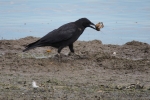 Vorschaubild Corvidae, Corvus corone, Rabenkraehe mit Krebs am Bodensee_2015_10_02--12-24-19.jpg 