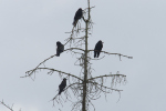 Vorschaubild Corvidae, Corvus frugilegus, Saatkraehen auf duerrer Tanne_2022_06_22--08-10-50.jpg 