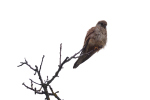 Vorschaubild Falconidae, Falco tinnunculus, Turmfalke_2018_12_27--16-25-35.jpg 
