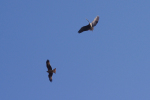 Vorschaubild Graureiher und roter Milan_2011_04_15--08-38-08.jpg 
