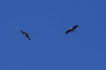 Vorschaubild Graureiher und roter Milan_2011_04_15--08-38-46.jpg 