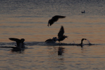 Vorschaubild Graureiher, Moewen und Kormoran bei Sonnenaufgang_2012_10_06--07-36-47.jpg 