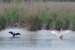 Vorschaubild Kormoran und Schwan breiten Fluegel aus_2014_05_10--10-29-42.jpg 