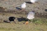 Vorschaubild Moewe streitet mit Kraehe um ein Stueck Brot_2015_12_12--13-03-52.jpg 