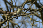 Vorschaubild Paridae, Cyanistes caeruleus, Blaumeise_2022_03_21--11-38-02.jpg 