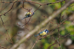 Vorschaubild Paridae, Cyanistes caeruleus, Blaumeisen_2020_02_21--13-01-15.jpg 