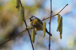 Vorschaubild Paridae, Parus caeruleus, Blaumeise_2019_02_16--13-53-14.jpg 