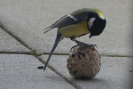 Vorschaubild Paridae, Parus major, Kohlmeise an Futterkugel_2022_12_28--16-13-24.jpg 