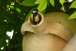 Vorschaubild Paridae, Parus major, Kohlmeise im Einflugloch_2022_07_12--18-14-43.jpg 