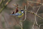 Vorschaubild Paridae, Parus major, Kohlmeise_2022_01_12--12-16-00.jpg 