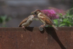 Vorschaubild Passeridae, Passer domesticus, Haussperling fuettert Junges_2023_07_14--11-52-27.jpg 