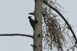 Vorschaubild Picidae, Dryocopus martius, Schwarzspecht_2022_03_29--09-43-39.jpg 