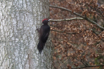 Vorschaubild Picidae, Dryocopus martius, Schwarzspecht_2023_03_08--09-35-48.jpg 