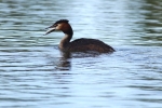 Vorschaubild Podicipedidae, Podiceps cristatus, Haubentaucher mit Fisch_2014_05_10--11-02-19.jpg 