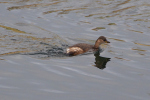 Vorschaubild Podicipedidae, Tachybaptus ruficollis, Zwergtaucher im Schlichtkleid_2023_01_22--13-38-36.jpg 