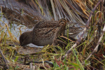 Vorschaubild Scolopacidae, Gallinago gallinago, Bekassine und Anatidae, Anas crecca, Krickente_2023_12_24--15-08-06.jpg 