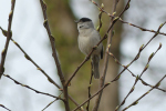 Vorschaubild Sylviidae, Sylvia atricapilla, Moenchsgrasmuecke_2022_03_29--09-40-04.jpg 