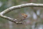 Vorschaubild Troglodytidae, Troglodytes troglodytes, Zaunkoenig_2023_04_19--15-12-43.jpg 