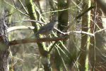 Vorschaubild Turdidae, Turdus philomelos, Singdrossel_2022_03_23--15-59-38.jpg 