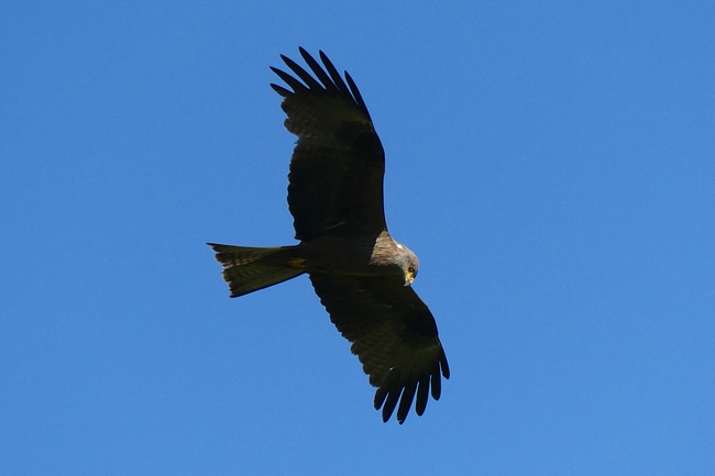 ../previews/019-Accipitridae, Milvus migrans, Schwarzmilan im Flug_2022_06_25--17-20-00.jpeg.medium.jpeg