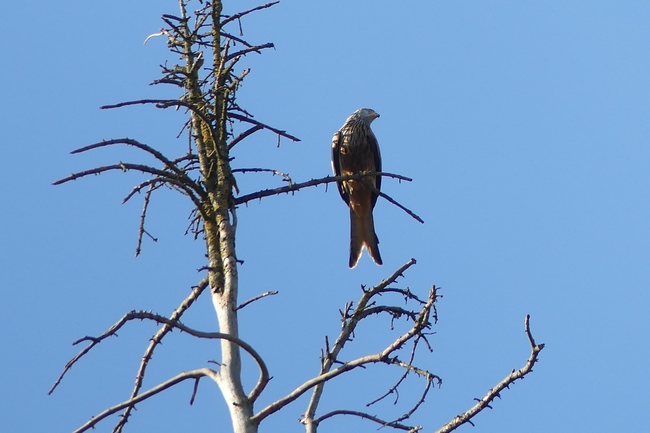 ../previews/021-Accipitridae, Milvus milvus, Roter Milan_2022_03_22--10-04-01.jpeg.medium.jpeg