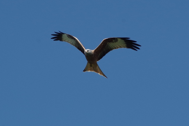 ../previews/022-Accipitridae, Milvus milvus, Roter Milan im Flug_2014_04_16--10-58-53.jpeg.medium.jpeg