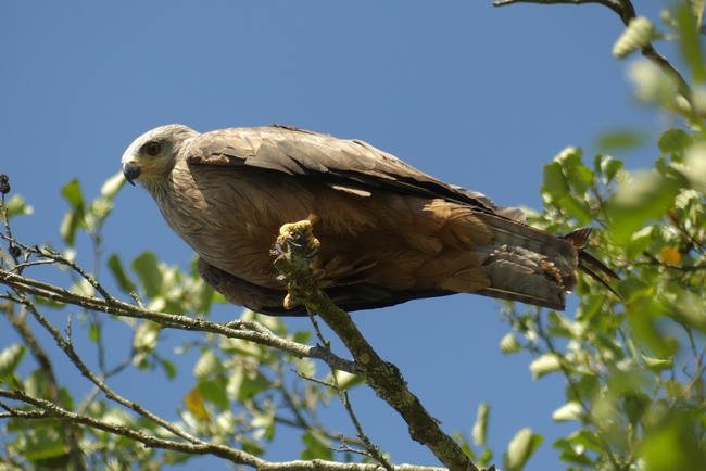 ../previews/023-Accipitridae, Milvus milvus, Rotmilan_2020_08_08--10-50-55.jpeg.medium.jpeg