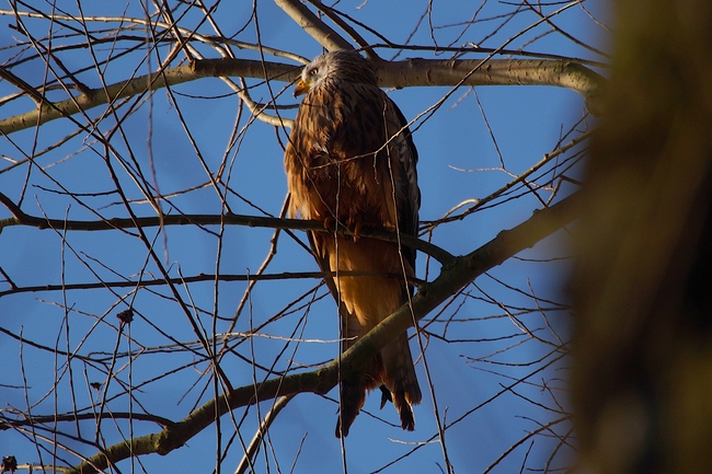 ../previews/025-Accipitridae, Milvus milvus, Rotmilan_2023_01_31--09-43-21.jpeg.medium.jpeg