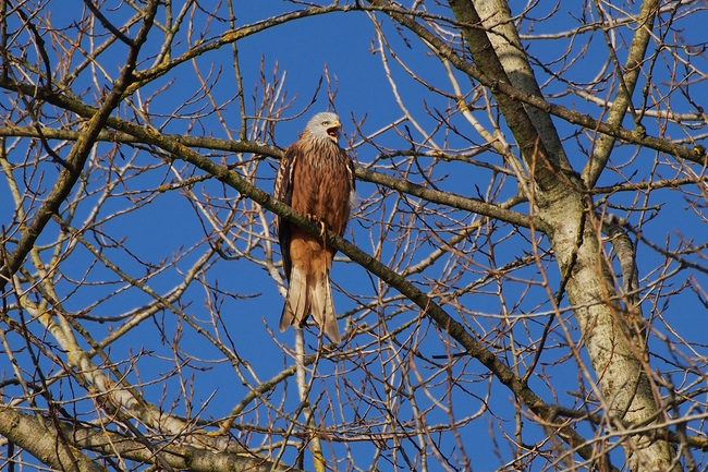 ../previews/026-Accipitridae, Milvus milvus, Rotmilan_2023_01_31--10-07-52.jpeg.medium.jpeg